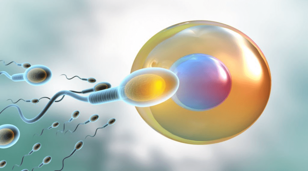 Impact of age on female fertility